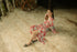 GET SPOTTED SHOP STOCKS BFM x LDG 4: Damaris Premium Robe Dress